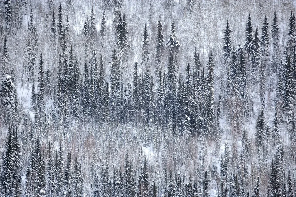 The Unsolved Mysteries of Trapper and Hunter Deaths Still Haunt the Yukon Wilderness Today 3 658682308c7e5db747fd202822f070a2