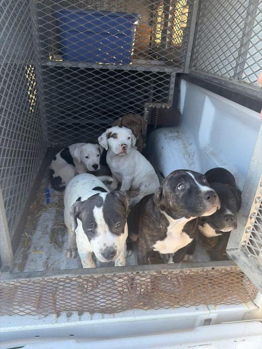 Investigation begins after six puppies abandoned in Galena 1 12286475aede29fcc0d89c04e3b70991