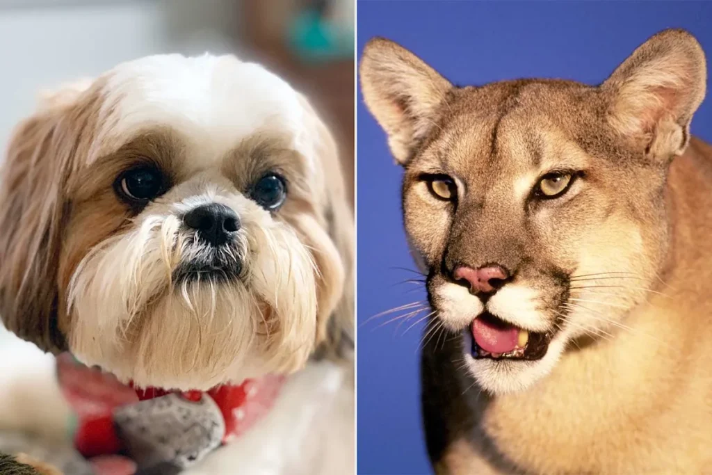 Mountain Lion Drags Away California Shih Tzu on Walk with Owner While Dog Is Steps from Home 2 370f05c22e360303b6bed025e4a28428