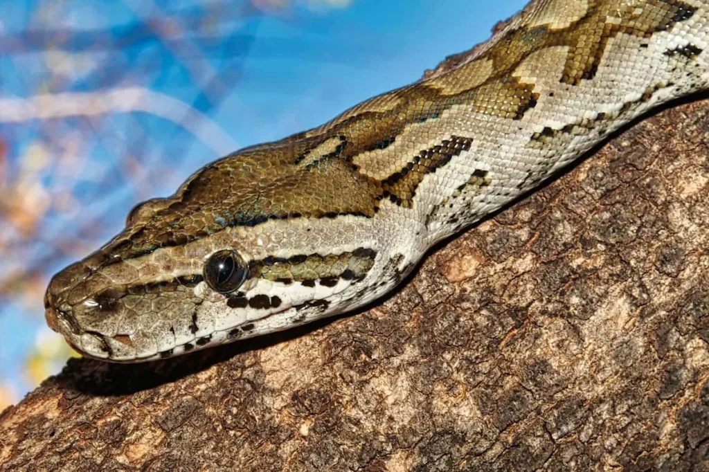 When This Python Tried to Eat an Antelope, Things Took a ‘Sharp’ Turn 4 e07ef759713f38eb19b1a58311a800bf
