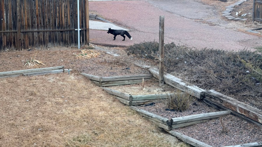 Rare black fox spotted in Colorado Springs neighborhood 3 62cc88259915e64ddb7d2a68d6e99cb7